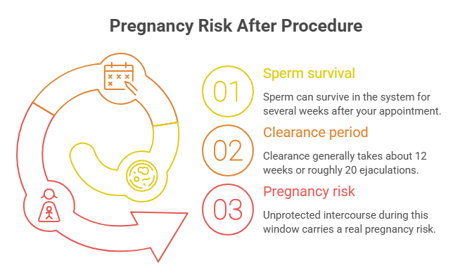 An infographic addressing “Can you get pregnant after a vasectomy?” It highlights three factors: sperm survival for several weeks post-procedure, a clearance period of around 12 weeks or 20 ejaculations, and the ongoing pregnancy risk during this window.